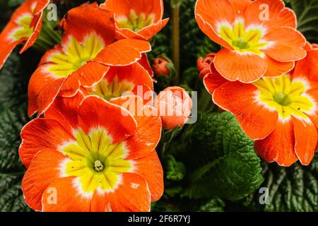 Multicolore Giardino Primula Fiori vista dall'alto. Primula volgaris primula fiore. Piante in giardino primaverile. Fioritura fiori colorati. Felice Pasqua floreale Foto Stock