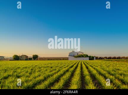 Vista di campi agricoli ed edifici vicino a Valencia prima del tramonto. Spagna Foto Stock