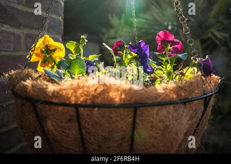 Fiori di pansy appena piantati in un cestino appeso, catturando il sole ricco di ora d'oro. È presente un'attraente luce parassita per le lenti. Foto Stock