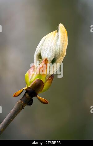Ippocastano Aesculus hippocastanum bud Foto Stock