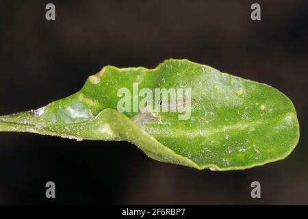 Tortrix di Caterpillar (Tortricidae) all'interno della miniera di una foglia di barbabietola danneggiata. Foto Stock