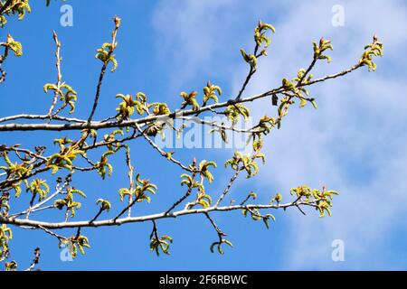 Cetrioli su rami Poplar grigio Foto Stock