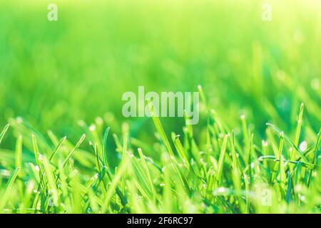Sfondo naturale fresco con erba verde. Sfondo bokeh naturale e sfocato. Foto Stock