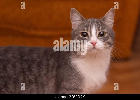 Il gatto ha girato la testa e sta guardando la macchina fotografica. Foto Stock