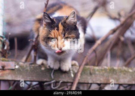 Ritratto di un gatto che ha bloccato la sua lingua. Foto Stock