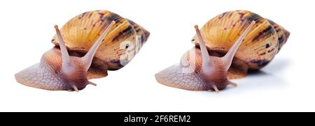 due varianti di una lumaca di terra africana gigante vivo sfondo bianco - con ombra e isolato Foto Stock