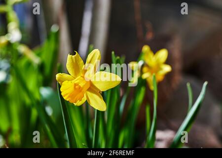 Una scena in giardino con un daffodil giallo (Narcissus Jonquilla). Foto Stock