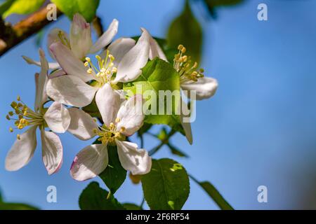 Ramo di albero con fiori e cielo blu sullo sfondo. Bianco Beautiful Blossoms sull'albero nella soleggiata giornata di primavera. Foto Stock