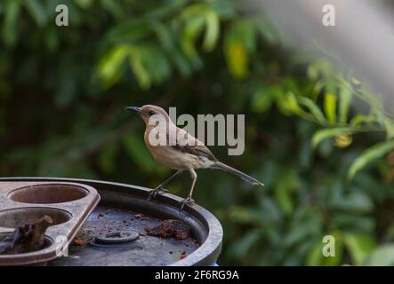 Uccello tropicale mocking sul bordo di un contenitore Foto Stock