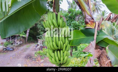 mazzo di banane verdi che si tramandano sospese da una pianta di banana Foto Stock