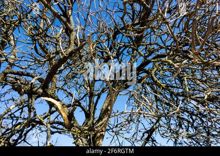 Sambucus nigra, vecchi rami senza foglie arbusto in inverno Foto Stock