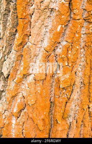 L'arrossamento della struttura della corteccia dell'albero di pioppo è causato da L'alga Trentepohlia umbrina Foto Stock