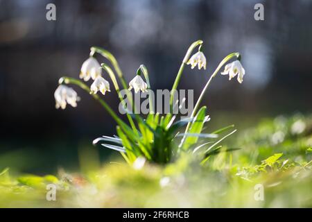 Fiori di Snowdrop sul prato primavera foresta primo piano. Fotografia macro natura Foto Stock