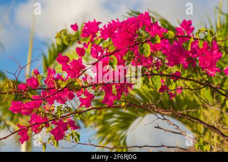 fiori rosa bouganvillea con steli di ceci Foto Stock