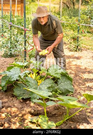 L'uomo anziano sta raccogliendo zucchine di midollo biologico bianco in orto, raccolta estiva di verdure. Foto Stock