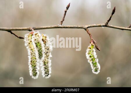 Catkins di pioppo su ramoscello in erba ramo di pioppo Foto Stock