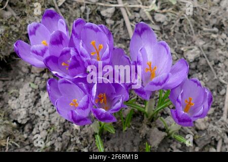REGIONE DI IVANO-FRANKIVSK, UCRAINA - 01 APRILE 2021 - fioriscono i primi fiori primaverili nel villaggio di Bohorodchany, nella regione di Ivano-Frankivsk, Ucraina occidentale Foto Stock