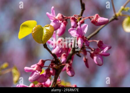 Un primo piano dei fiori rosa profondi di un albero di Judas con pochi. Alcune nuove foglie nate appaiono già sul ramo. Foto Stock