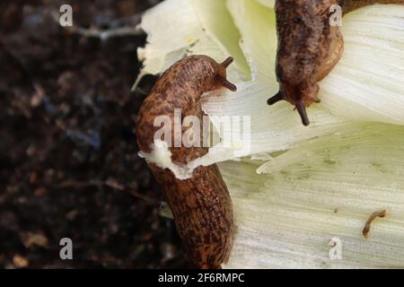 Slugs che alimentano sulla vegetazione nel giardino Foto Stock