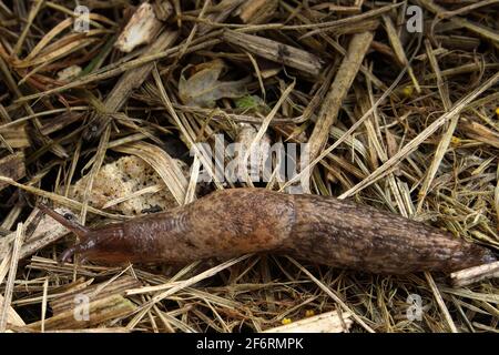 Un'ardesia striscia sulla paglia nel giardino Foto Stock