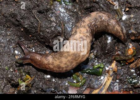 Macro di una slug strisciando su un terreno slimy Foto Stock