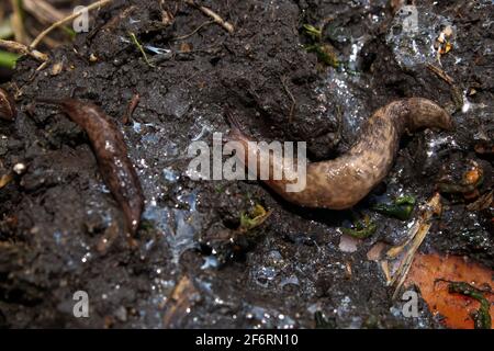 Closeuo di lumache striscianti su terreno slimy Foto Stock