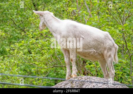 Piccola capra su un sentiero di montagna in montagna Nel Parco Nazionale di Jostedalsbreen - Norvegia Foto Stock