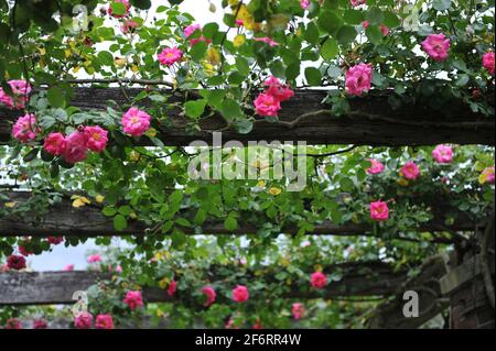 Rosa arrampicata Noisette rosa (Rosa) l'arrampicatore rosa di Chaplin fiorisce su un pergolato in legno in un giardino a maggio Foto Stock