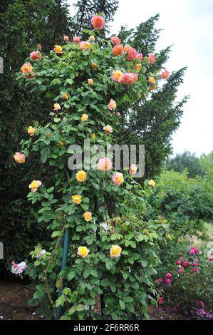 Arbusto giallo albicocca rosa (Rosa) Charles Austin fiorisce in un giardino nel mese di giugno Foto Stock