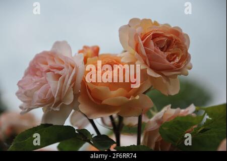 Arbusto giallo albicocca rosa (Rosa) Charles Austin fiorisce in un giardino nel mese di giugno Foto Stock