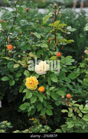 Arbusto giallo albicocca rosa (Rosa) Charles Austin fiorisce in un giardino nel mese di giugno Foto Stock