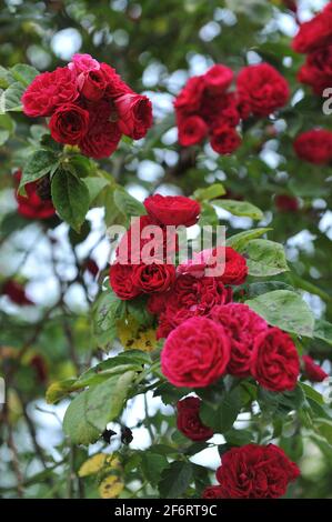 Rosso scuro Rosa Multiflora ibrida (Rosa) Chevy Chase fiorisce in un giardino nel mese di giugno Foto Stock