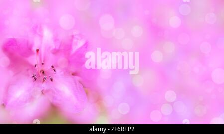 Azalea rosa, sfondo sfocato con bokeh, spazio di copia, primo piano. Primavera, estate sfondo floreale. Modello per invito, cartolina, poster Foto Stock