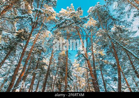 Guardando in alto Visualizza Snow Covered Pine Forest. Alberi ghiacciati Frozen Trunks Woods in Inverno Snowy Coniferous Forest Landscape. Splendidi boschi in foresta