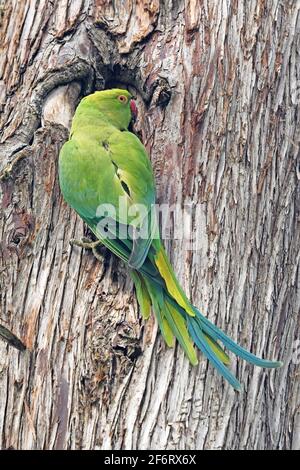 Parakeet con anello di rosa (Psittacula krameri), parakeet con collo ad anello Foto Stock