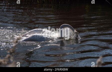 Cigno bianco adulto in un fiume sciacquare la testa e il collo sott'acqua in una giornata di sole brillante. Foto Stock