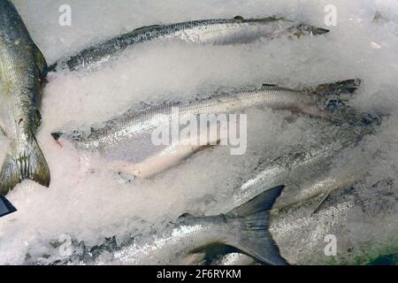 Pesce fresco di salmone congelato nel ghiaccio, pronto per la vendita sul mercato. Foto Stock