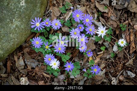 Fiori blu di anemone (blanda di Anemone) che fioriscono nel tardo inverno in un giardino in Virginia. Il fiore è originario dell'Europa sudorientale, della Turchia, del Bal Foto Stock