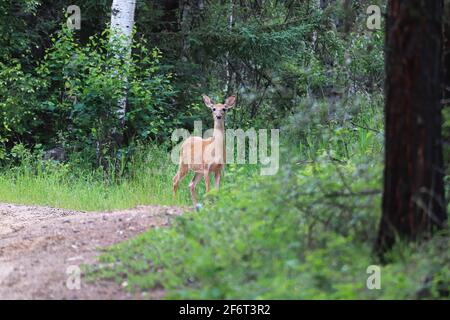 Una giovane femmina del cervo guarda dal bordo della foresta Foto Stock
