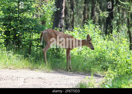 Un buck giovane con le formiche di velluto molto piccole si leva in piedi al bordo di una foresta Foto Stock