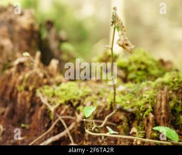 Foglia di autunno che cresce da un vecchio ceppo di albero coperto macro muschio Foto Stock