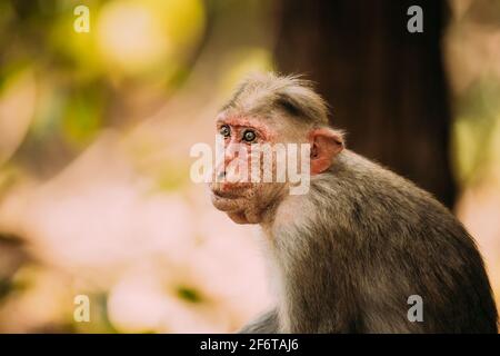 Goa, India. Old Bonnet Macaque Monkey - Macaca Radiata o Zati. Primo piano verticale Foto Stock