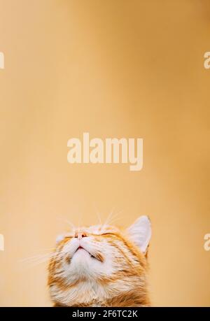 Primo piano testa, muso di giallo zenzero rosso arancio sereno gatto maschio Kitten guardando su sfondo giallo. Copia spazio Foto Stock