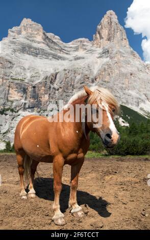 Cavalli (Equus ferus caballus) sotto Monte Pelmo nelle Dolomiti italiane Foto Stock
