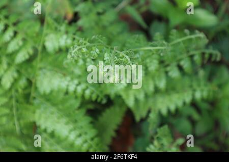 Vista ravvicinata della punta pelosa di una foglia di bracken Foto Stock