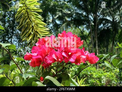 Un bouquet di fiori rossi di bouganville in giardino Foto Stock