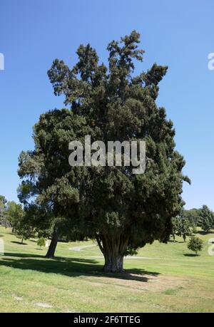 Glendale, California, USA 31 marzo 2021 UNA vista generale dell'atmosfera di Tree al Forest Lawn Memorial Park il 31 marzo 2021 a Glendale, California, USA. Foto di Barry King/Alamy Stock foto Foto Stock