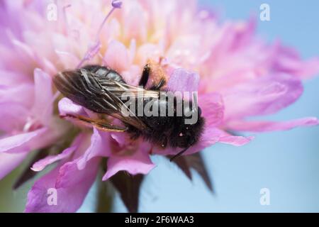 Maschio grande shaggy-bee, Panurgus banksianus su campo scabioso Foto Stock