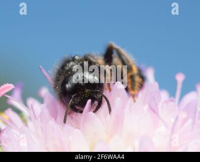 Maschio grande shaggy-bee, Panurgus banksianus su campo scabioso Foto Stock