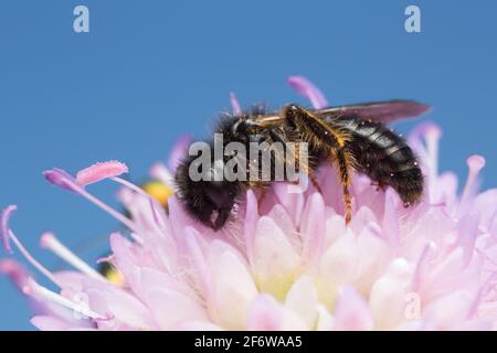 Maschio grande shaggy-bee, Panurgus banksianus su campo scabioso Foto Stock